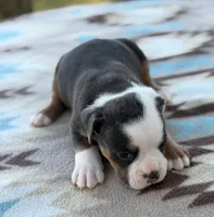 Jerimiah, a male Olde English Bulldogge for sale in Camdenton, MO – 2 of 5