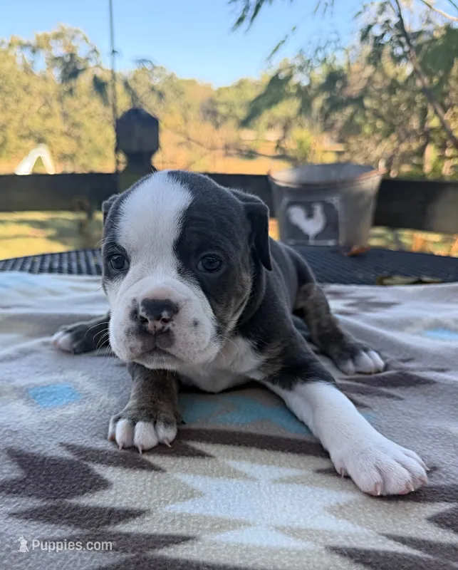 Riva – Olde English Bulldogge puppy for sale in Camdenton, MO