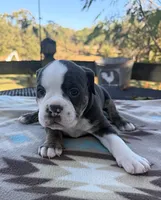 Riva, a female Olde English Bulldogge for sale in Camdenton, MO – 1 of 3