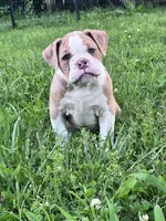 Rhianna, a female Olde English Bulldogge for sale in Camdenton, MO – 2 of 4