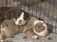 Bransen, a male Olde English Bulldogge for sale in Camdenton, MO – 6 of 6