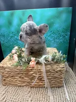 Rolex, a male French Bulldog for sale in Camdenton, MO – 5 of 5