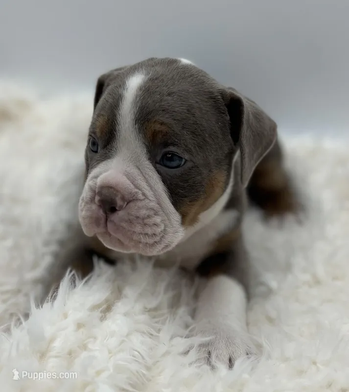Johnson  – Olde English Bulldogge puppy for sale in Camdenton, MO