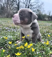 Johnson , a male Olde English Bulldogge for sale in Camdenton, MO – Photo 5 of 5