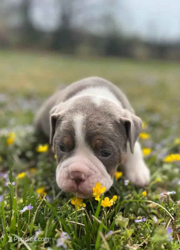 Johnson  – Olde English Bulldogge puppy for sale in Camdenton, MO