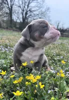 Johnson , a male Olde English Bulldogge for sale in Camdenton, MO – Photo 3 of 5