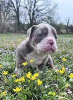 Johnson , a male Olde English Bulldogge for sale in Camdenton, MO – Photo 4 of 5
