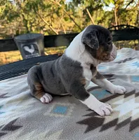 Echo, a female Olde English Bulldogge for sale in Camdenton, MO – 3 of 4