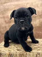 Cyrus, a male Olde English Bulldogge for sale in Camdenton, MO – Photo 3 of 6