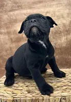 Cyrus, a male Olde English Bulldogge for sale in Camdenton, MO – Photo 2 of 6