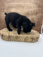 Cyrus, a male Olde English Bulldogge for sale in Camdenton, MO – Photo 6 of 6