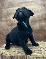 Cyrus, a male Olde English Bulldogge for sale in Camdenton, MO – Photo 4 of 6