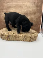 Cyrus, a male Olde English Bulldogge for sale in Camdenton, MO – Photo 5 of 6