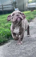 Rex, a male Olde English Bulldogge for sale in Camdenton, MO – 3 of 7