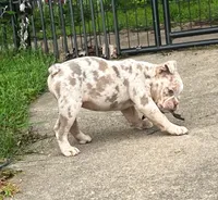Lila, a female Olde English Bulldogge for sale in Camdenton, MO – 5 of 8