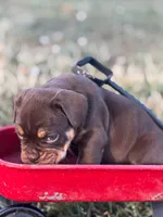 Sassy, a female Olde English Bulldogge for sale in Camdenton, MO – 6 of 8