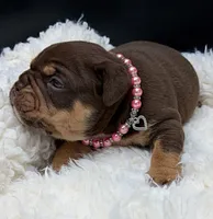 Sassy, a female Olde English Bulldogge for sale in Camdenton, MO – 3 of 3