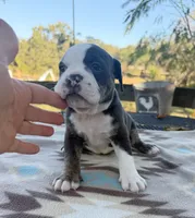 Riva, a female Olde English Bulldogge for sale in Camdenton, MO – 2 of 3