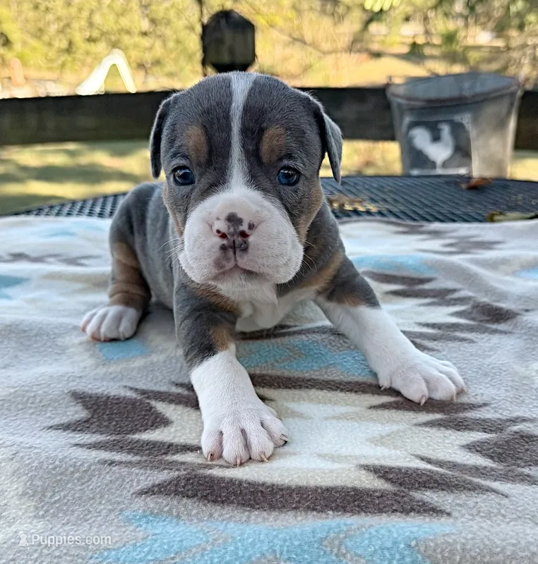 Echo – Olde English Bulldogge puppy for sale in Camdenton, MO