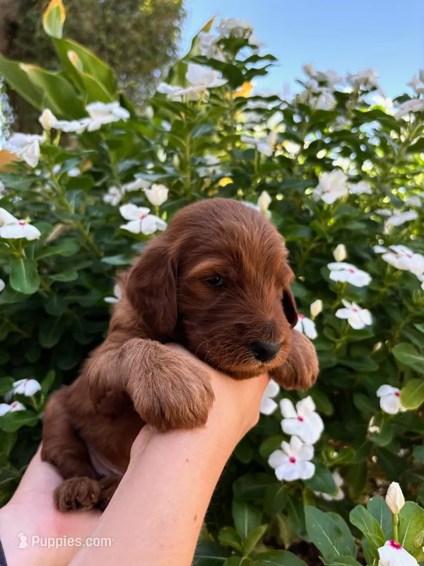 Triton – Irish Doodle puppy for sale in Mesa, AZ