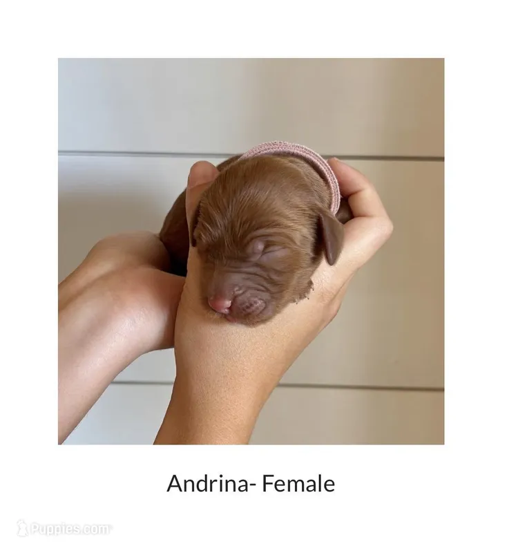 Adrina – Irish Doodle puppy for sale in Mesa, AZ