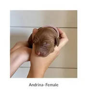 Adrina, a female Irish Doodle for sale in Mesa, AZ – 2 of 2