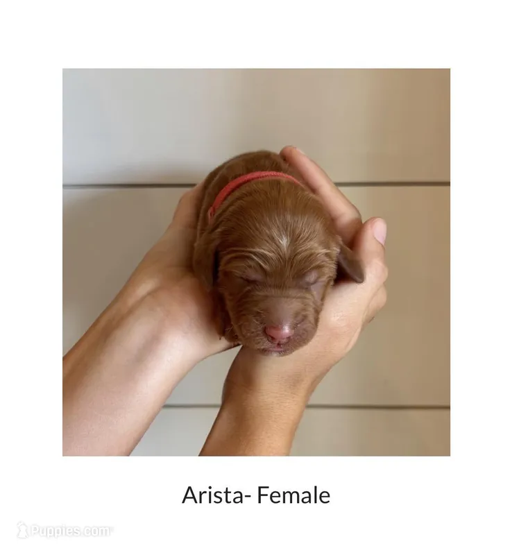 Arista – Irish Doodle puppy for sale in Mesa, AZ