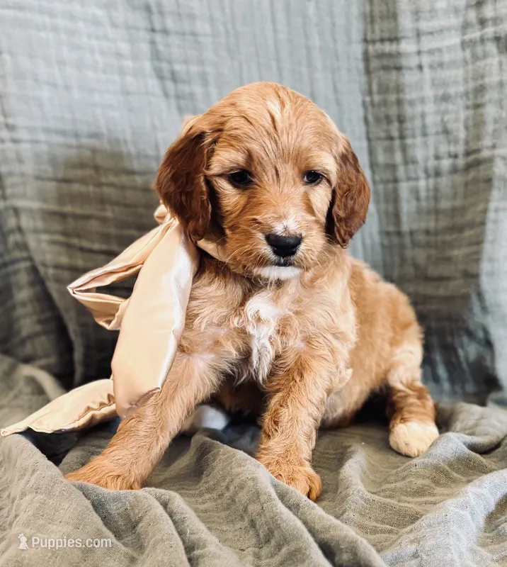 Aquata – Irish Doodle puppy for sale in Mesa, AZ