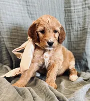 Aquata, a female Irish Doodle for sale in Mesa, AZ – 1 of 3
