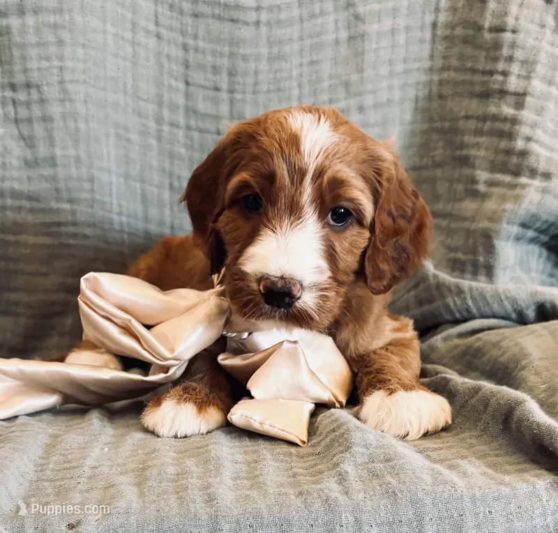 Attina – Irish Doodle puppy for sale in Mesa, AZ
