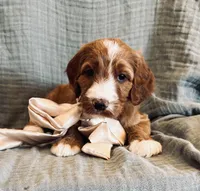 Attina, a female Irish Doodle for sale in Mesa, AZ – 1 of 3