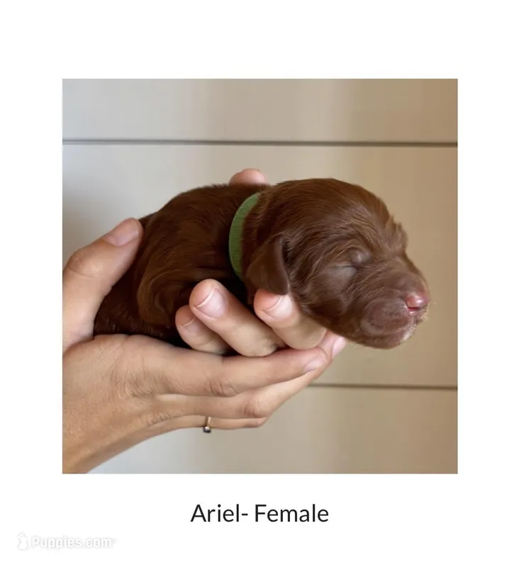 Ariel – Irish Doodle puppy for sale in Mesa, AZ