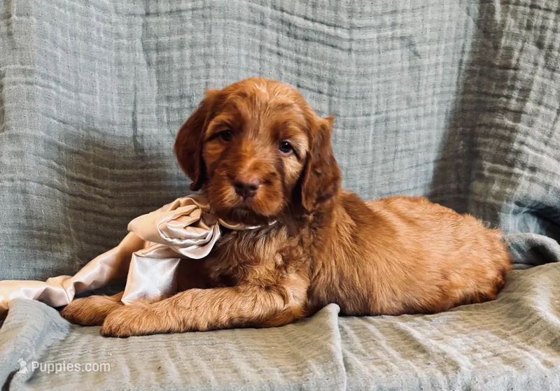 Arista – Irish Doodle puppy for sale in Mesa, AZ