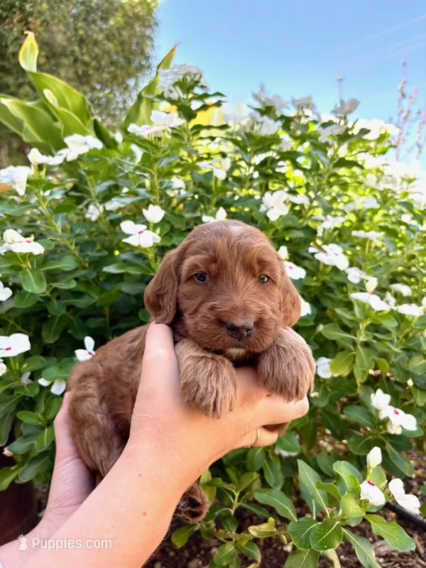 Adella – Irish Doodle puppy for sale in Mesa, AZ