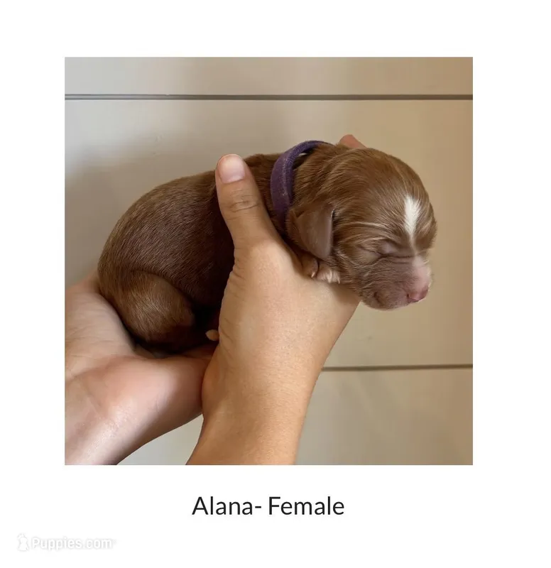 Alana – Irish Doodle puppy for sale in Mesa, AZ