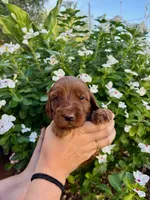 Ariel, a female Irish Doodle for sale in Mesa, AZ – 1 of 2