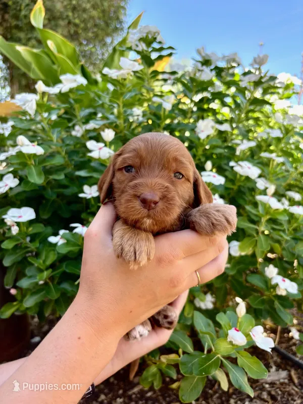 Adrina – Irish Doodle puppy for sale in Mesa, AZ