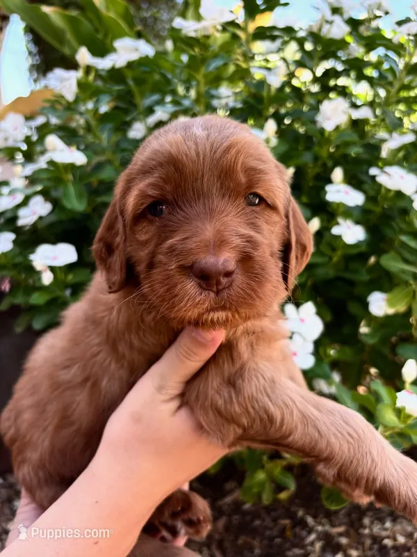 Arista – Irish Doodle puppy for sale in Mesa, AZ