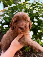 Arista, a female Irish Doodle for sale in Mesa, AZ – 1 of 2