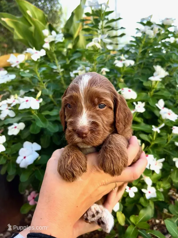 Alana – Irish Doodle puppy for sale in Mesa, AZ