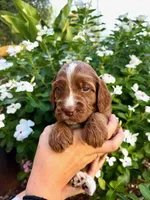 Alana, a female Irish Doodle for sale in Mesa, AZ – 1 of 2
