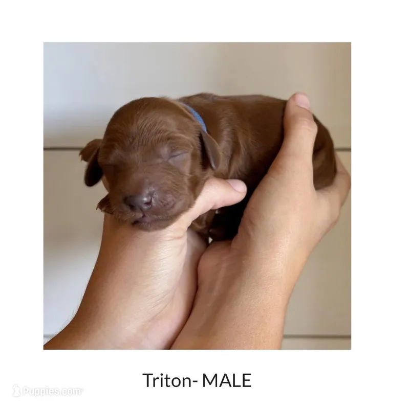 Triton – Irish Doodle puppy for sale in Mesa, AZ