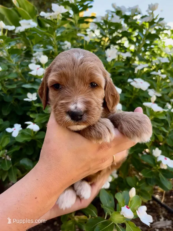 Aquata – Irish Doodle puppy for sale in Mesa, AZ