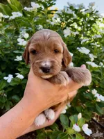 Aquata, a female Irish Doodle for sale in Mesa, AZ – 1 of 2