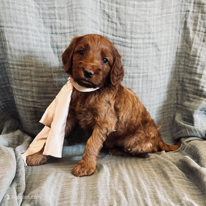 Ariel – Irish Doodle puppy for sale in Mesa, AZ