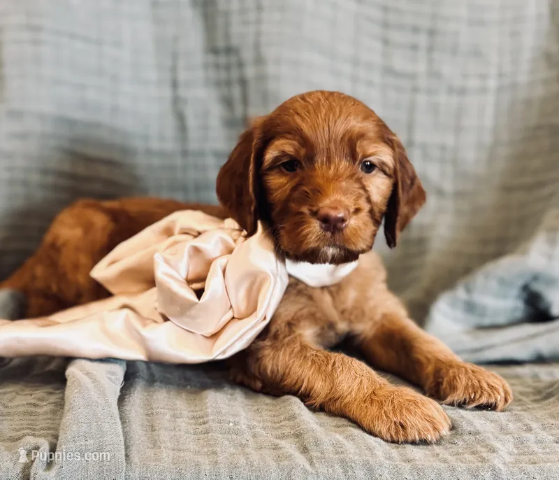 Adrina – Irish Doodle puppy for sale in Mesa, AZ