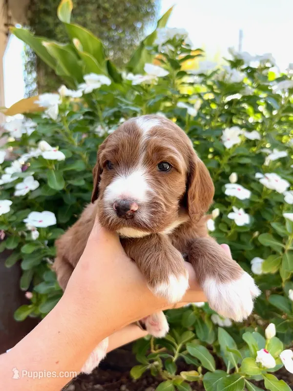 Attina – Irish Doodle puppy for sale in Mesa, AZ