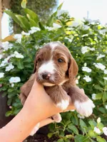 Attina, a female Irish Doodle for sale in Mesa, AZ – 1 of 2