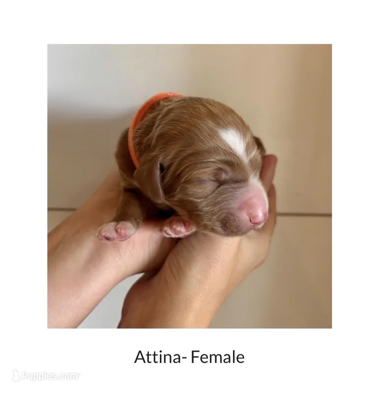 Attina – Irish Doodle puppy for sale in Mesa, AZ