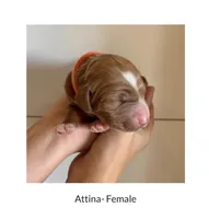 Attina, a female Irish Doodle for sale in Mesa, AZ – 2 of 2